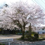 sakura_hama