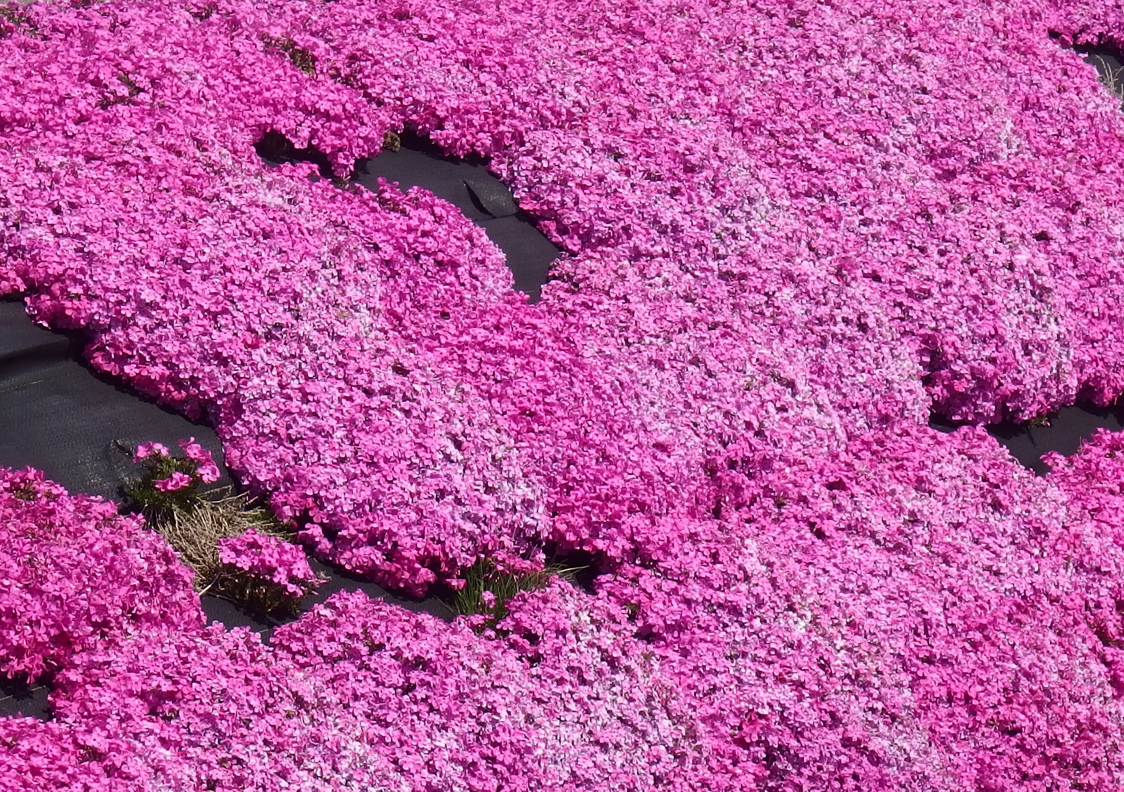 阿蘇の芝桜 道の駅 阿蘇