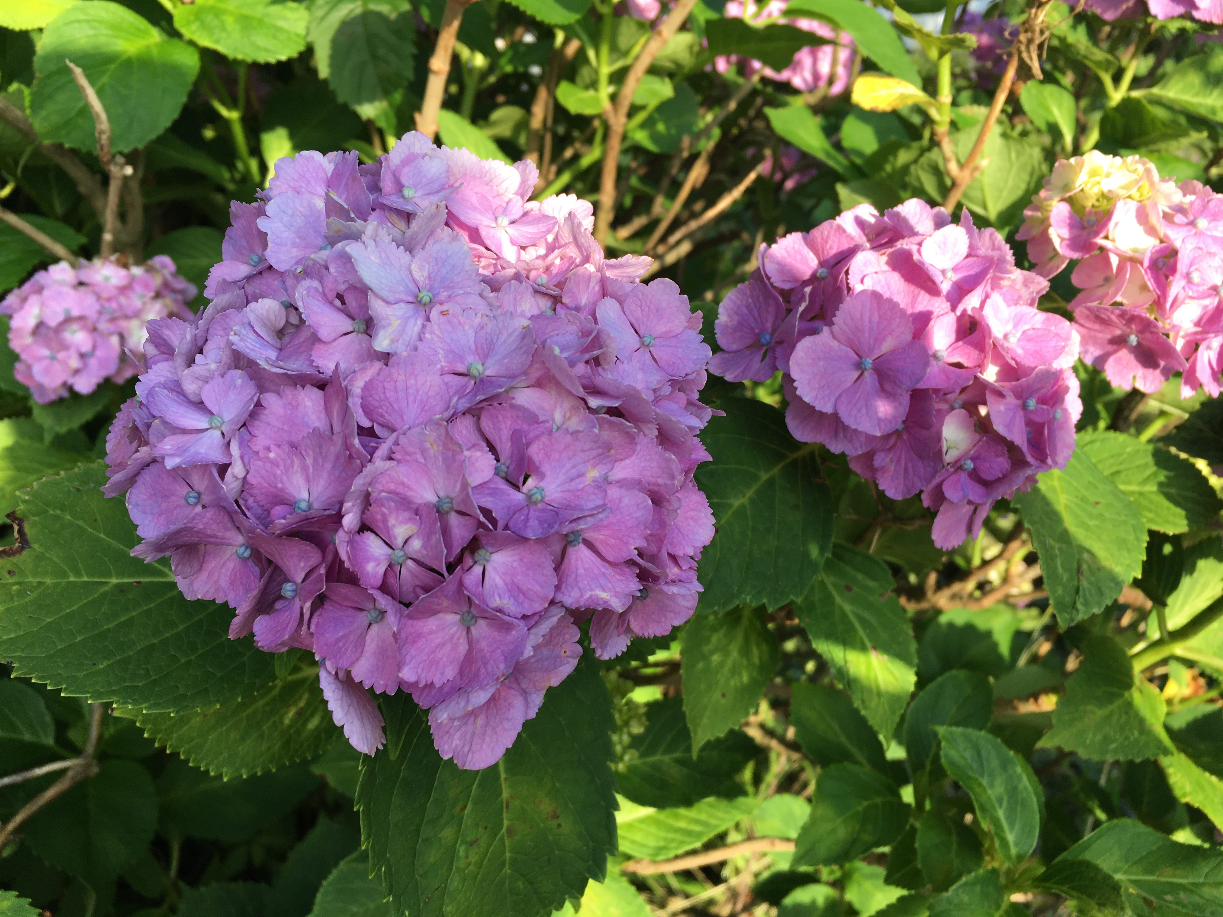 Rainy Season Flowers in Japan | 道の駅 阿蘇