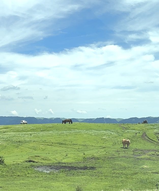 grassland